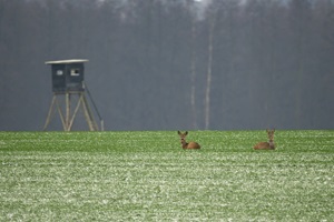 zwei Rehe leiegnd auf einem Feld vor einem Hochstand