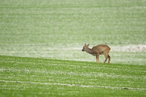 Reh auf einem Feld